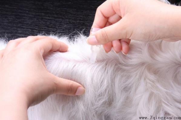 大宠爱和博来恩哪个好？答案亲测有效！