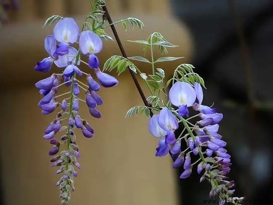 紫藤花能在室内种植吗？