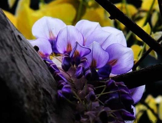 紫藤花能在室内种植吗？