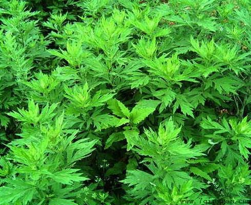 端午节挂的艾草能喝吗？不到端午门口能放艾草吗？
