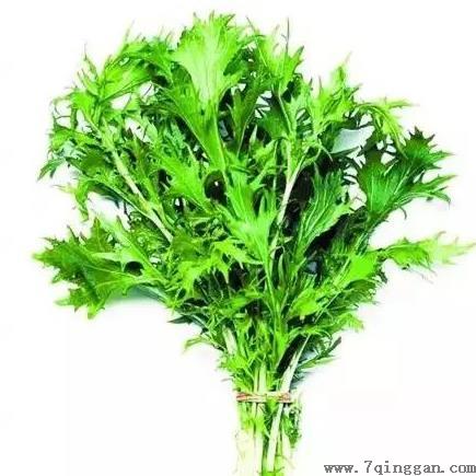 端午节挂的艾草能喝吗？