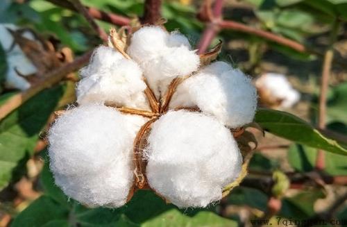 新疆棉花和普通棉花的区别"