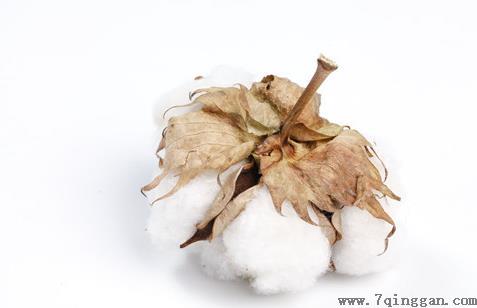 新疆棉花和普通棉花的区别是什么？2021年新疆棉花补贴啥时候发？