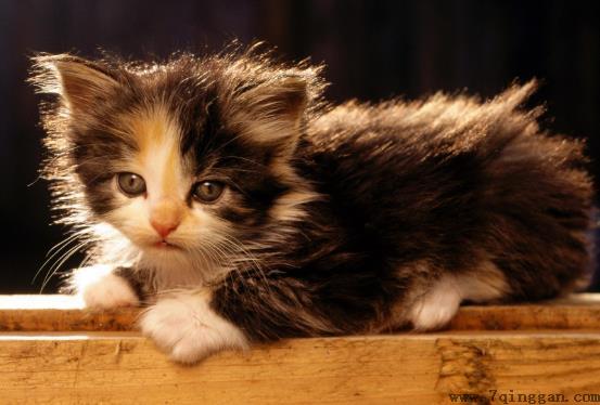 猫营养膏多久喂一次？