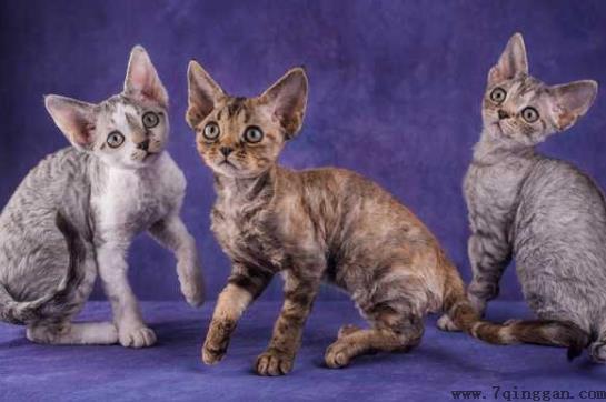 猫吃营养膏吃多了会怎样？