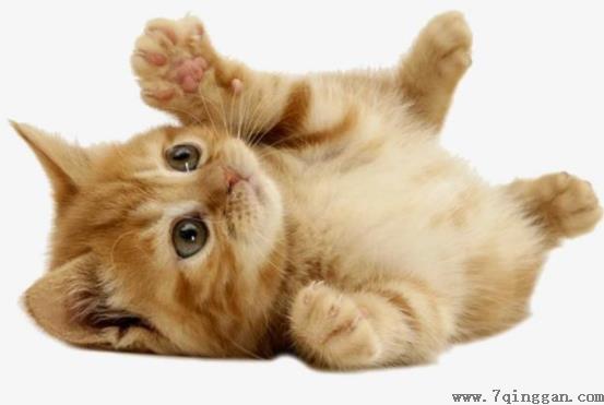 猫咪能吃猫薄荷吗？