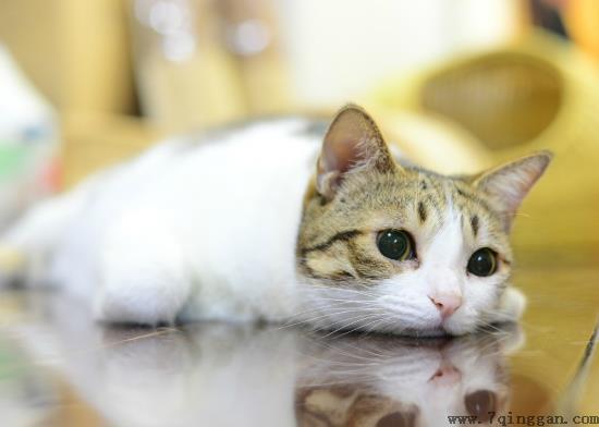 猫咪一定要吃猫粮吗？给猫咪喝酸奶能调节肠胃吗？