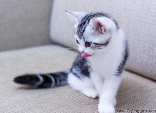 猫咪在要下崽子前有什么征兆吗？