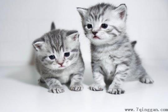 猫咪洗澡洗多了有危害吗？