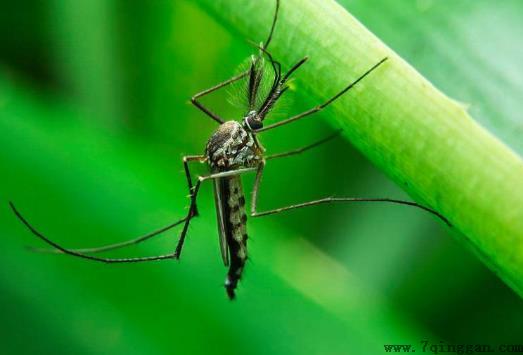 蚊子喜欢咬什么人？蚊子多可以怎样来驱蚊方法？