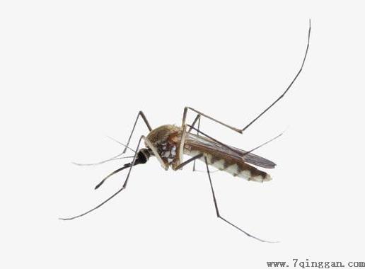 雌蚊子吸血那雄蚊子吃什么？睡觉防蚊子的最好办法