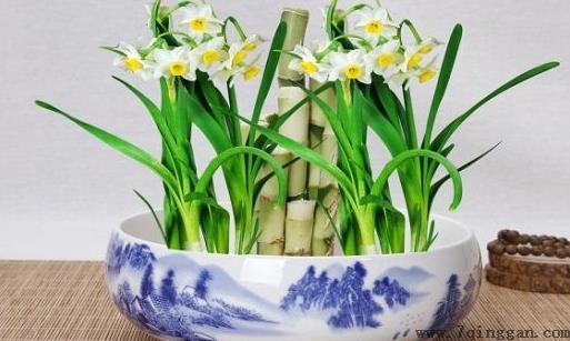 水培水仙花正确养法