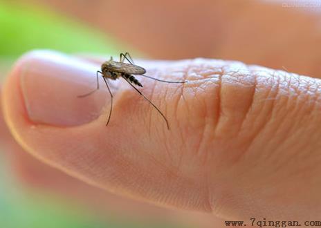 如何防蚊子叮咬？夏季防蚊五大诀窍