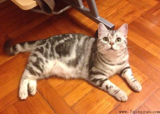 怎么判断猫咪有没有心脏病？美短心脏病很多吗？