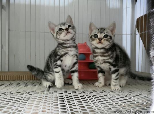 怎么判断猫咪有没有心脏病？美短心脏病很多吗？
