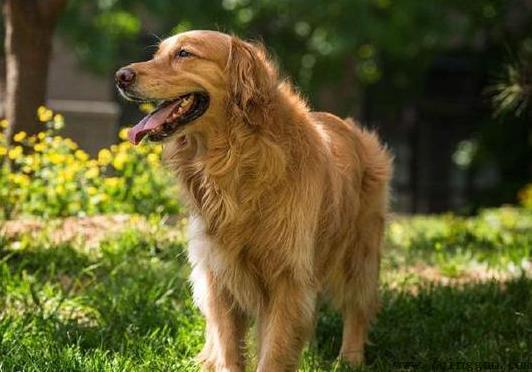 什么是狂犬病？
