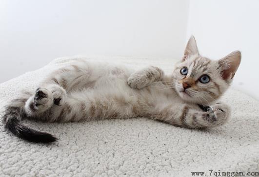被猫抓勾破一点要吗?