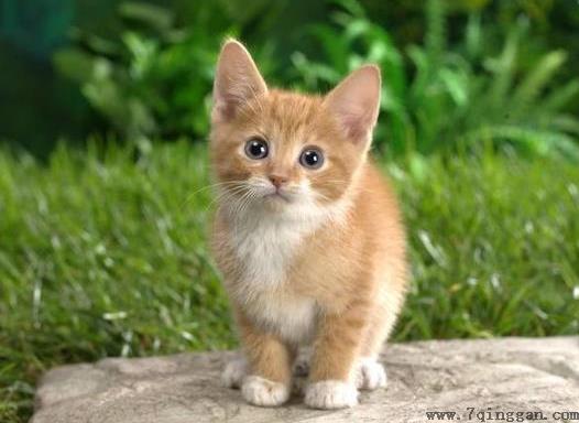 被猫抓勾破一点要吗？