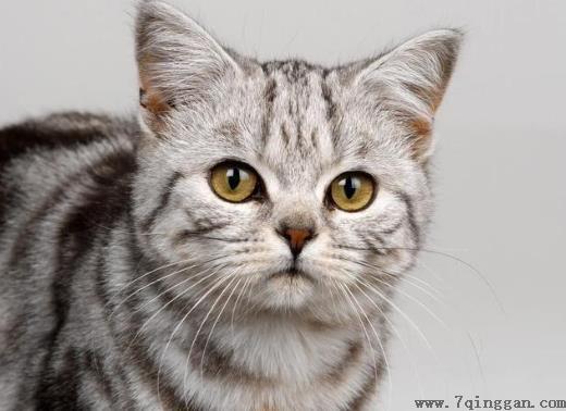 被猫咬了72小时内可以吗？被猫抓伤出血要打狂犬疫苗吗？