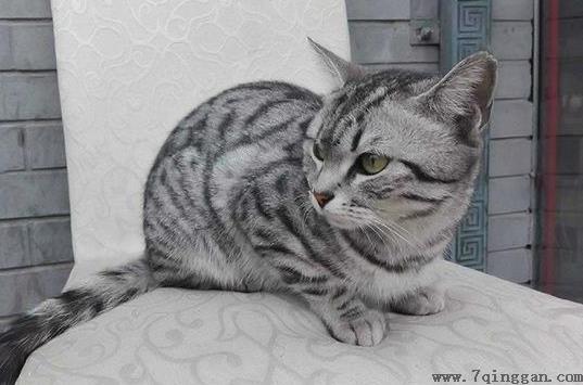 被猫咬了72小时内可以吗？被猫抓伤出血要打狂犬疫苗吗？
