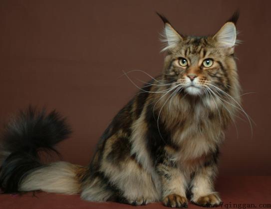 猫咪内外驱虫可以一起做吗？猫咪疫苗有哪些种类？
