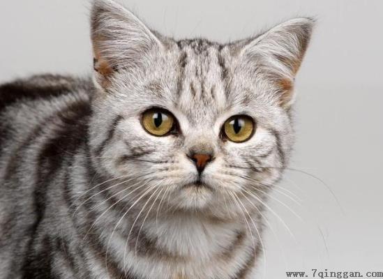 为什么猫咪吸猫薄荷有点发狂？