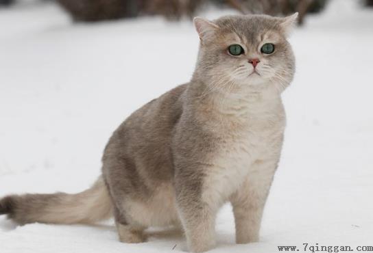 猫咪驱虫药应该涂在哪个位置?猫咪打了驱虫药猫咪会有啥反应?