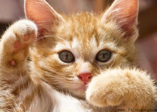 猫咪缺钙或过量会有什么反应？猫咪睡觉会做梦吗？