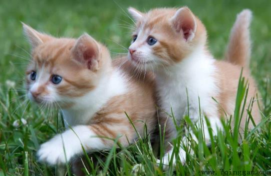 给猫咪滴驱虫药滴多了怎么办？