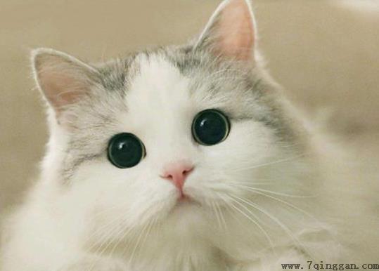 猫咪出生后多久会走？