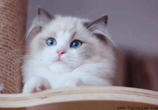 猫咪出生后多久会走？猫咪太瘦怎么能让它胖点？