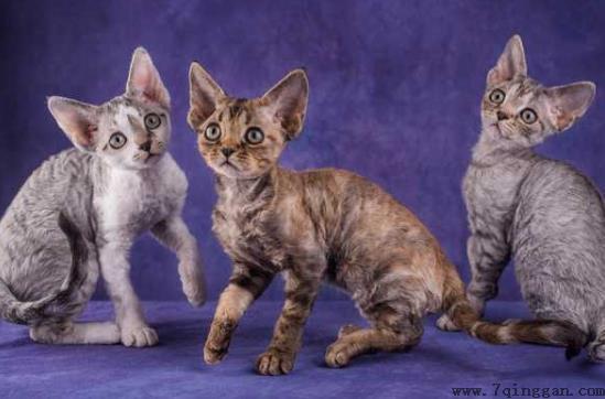 幼猫多大走路才不会晃?