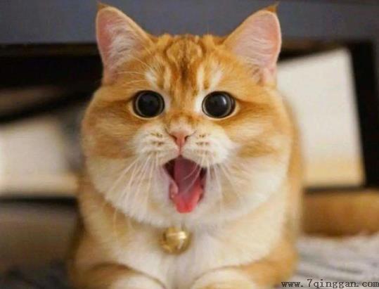 幼猫多大走路才不会晃?猫咪爱睡觉怎么办?