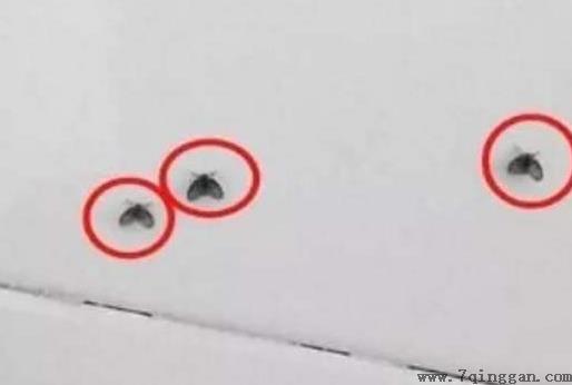 垃圾桶里的小飞虫是什么？怎么来的？怎么杀灭这些果蝇