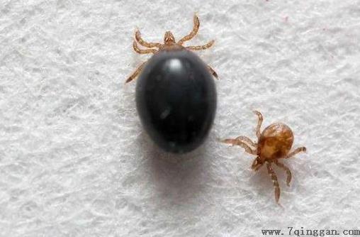 被蜱虫咬了死亡率高吗？