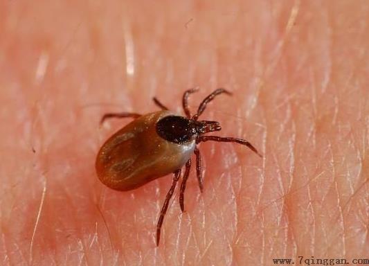 被蜱虫咬了死亡率高吗？被蜱虫咬了一定会得病么？