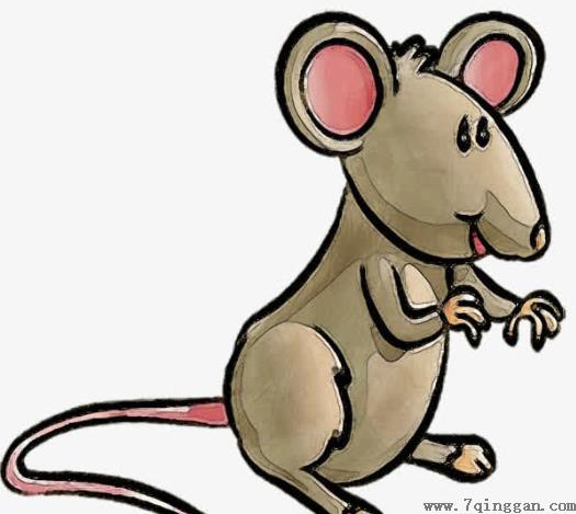 老鼠会咬内裤的分泌物吗？