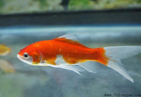 金鱼饿半个月会死吗？