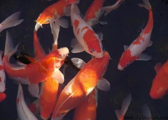 锦鲤在水里总张嘴是什么原因？