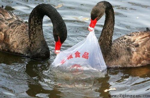 乱扔塑料袋对环境有什么危害