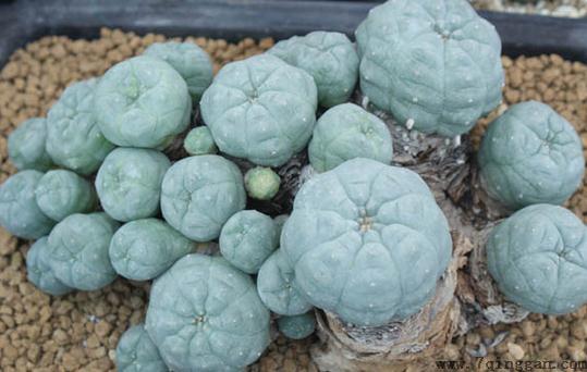 乌羽玉怎么种植？