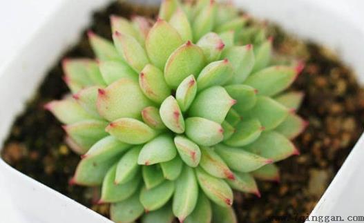 你家的花活不了 学花市选花技巧助你养好花