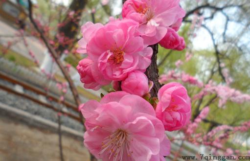 这样能够让榆叶梅花更鲜艳