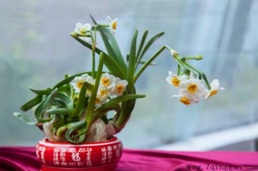 水仙花的正确养护方法 养水仙花的注意事项