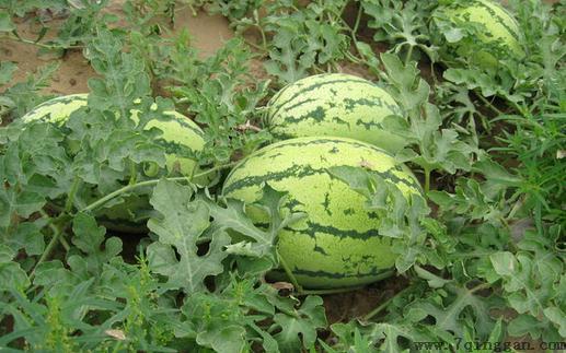 黑美人是什么？