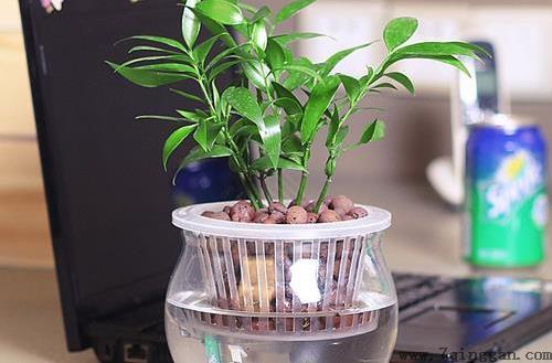 水培植物的养护技巧 养护水培植物的注意事项