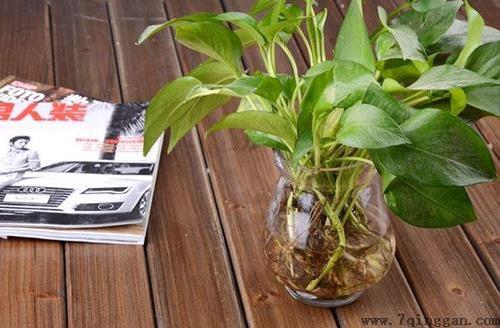 水培植物的养护技巧