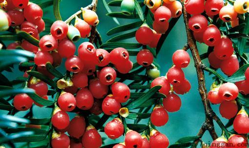 红豆杉是什么？