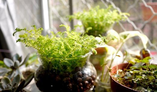水养植物是什么？