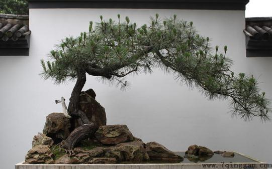 黑松是怎样的？